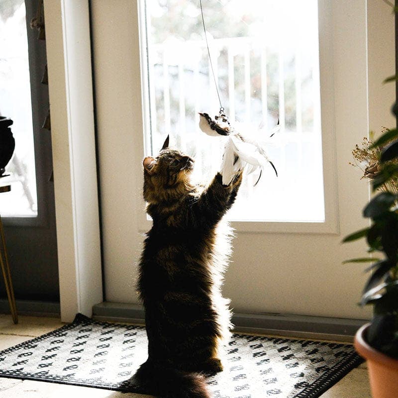 Interactive Bird Teaser Wand – Bouncy Cat Toy with Feathers