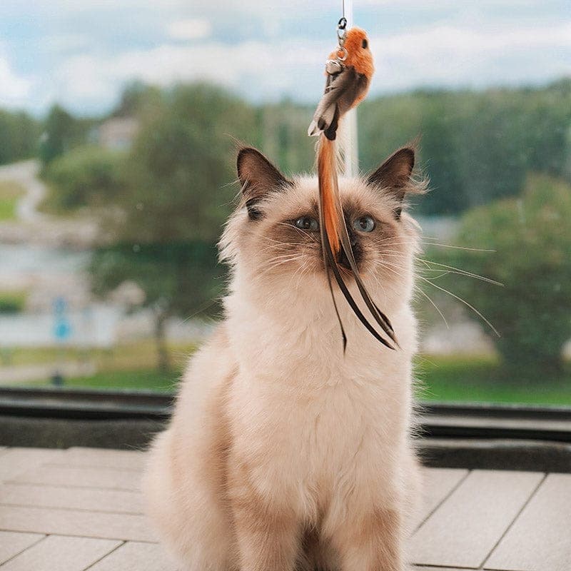 Interactive Bird Teaser Wand – Bouncy Cat Toy with Feathers
